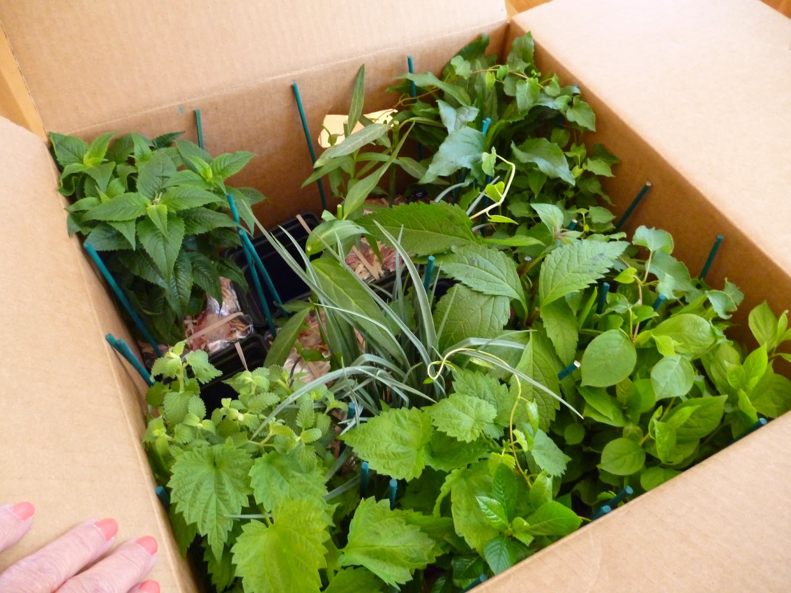 darlaville mail order plants