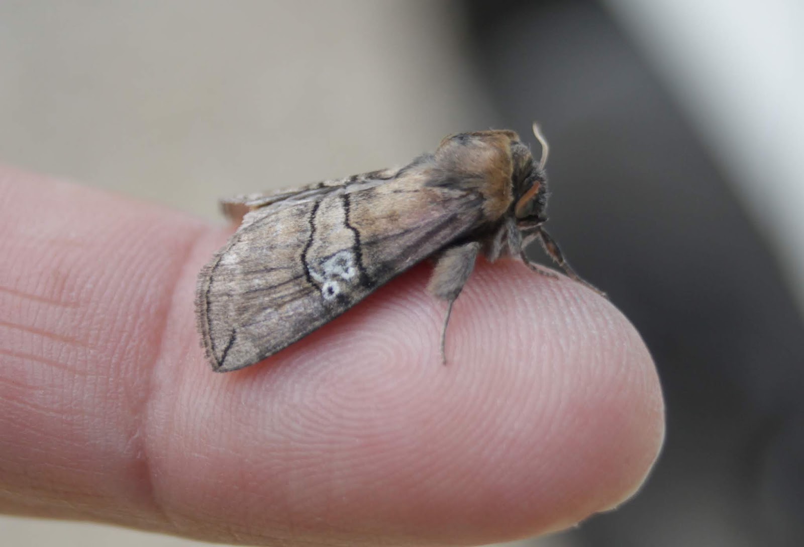 NonStop Birding A week's moths