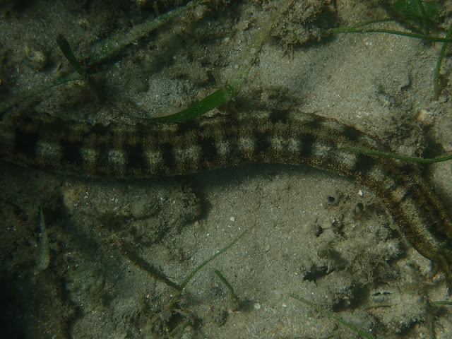 Synapta maculata Synapta maculata