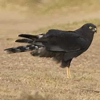 Black harrier