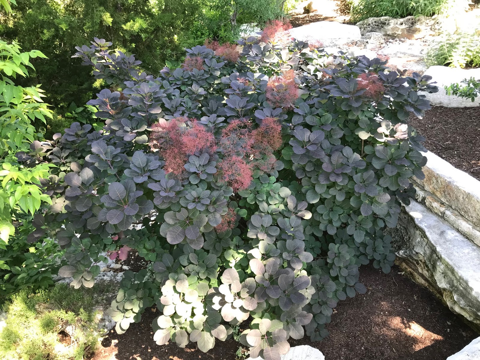 Proven Winners Colorchoice Plant Of The Week Plant Of The Week