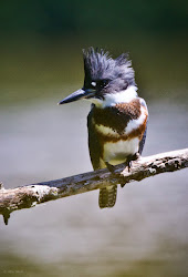 belted kingfisher north american call feather august continent easier entire might think would