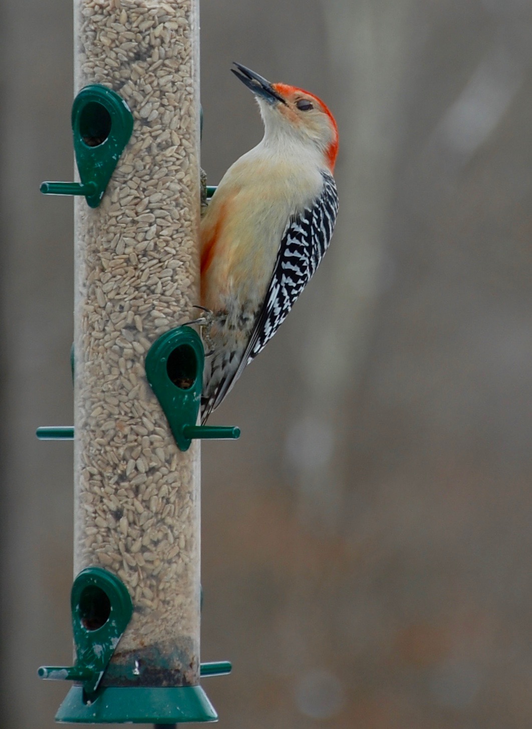 Content in a Cottage: Red-Bellied Woodpecker Showing Belly