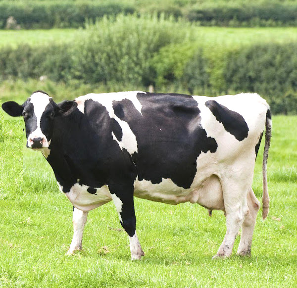 dairy farming, dairy farming business, commercial dairy farming, commercial dairy farming business, dairy cow farming business, commercial dairy cow farming, commercial dairy cow farming business