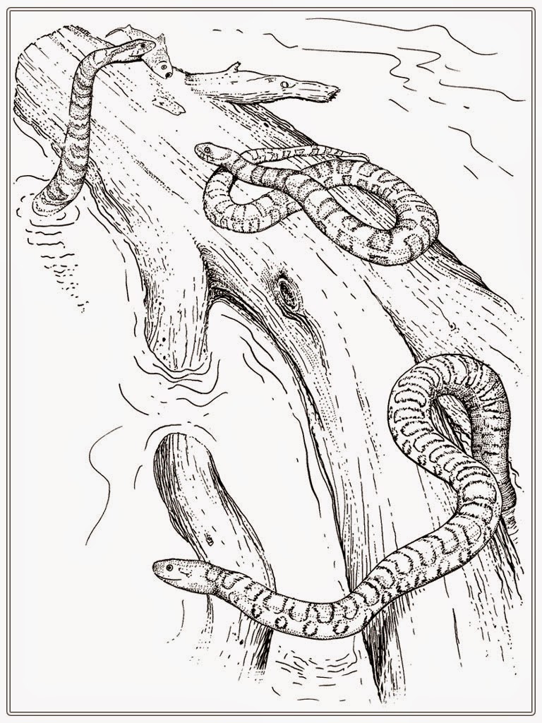 Realistic Coloring Pages Printable Adult Coloring Pages Snake Realistic Coloring
