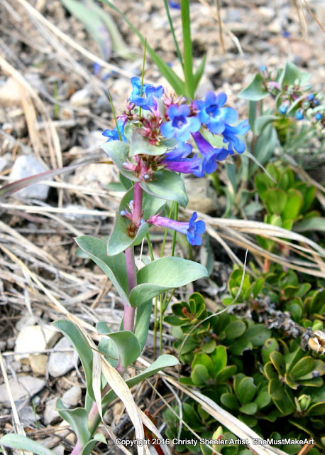 Penstemon is a wildflower with clusters of vibrant blue and purple flowers.