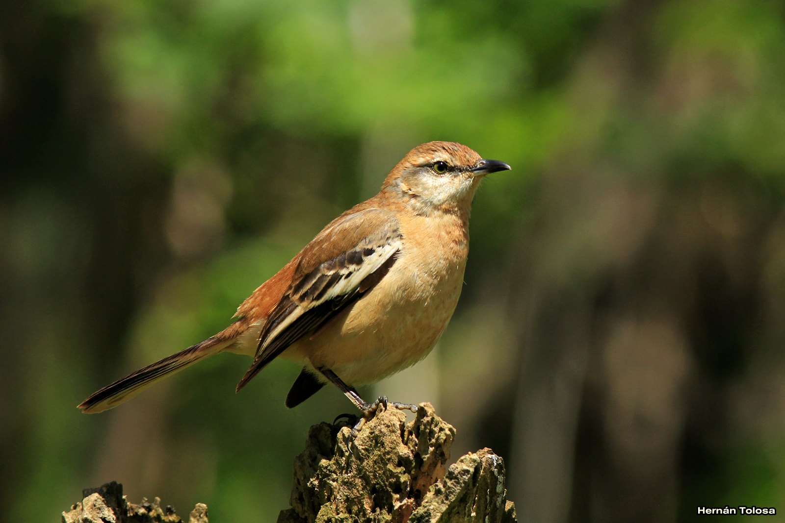 Aves Bonaerenses: Calandria rufa