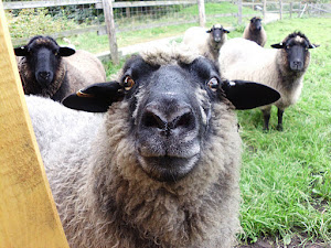 Frieda, das älteste Schaf auf der Karlshöhe