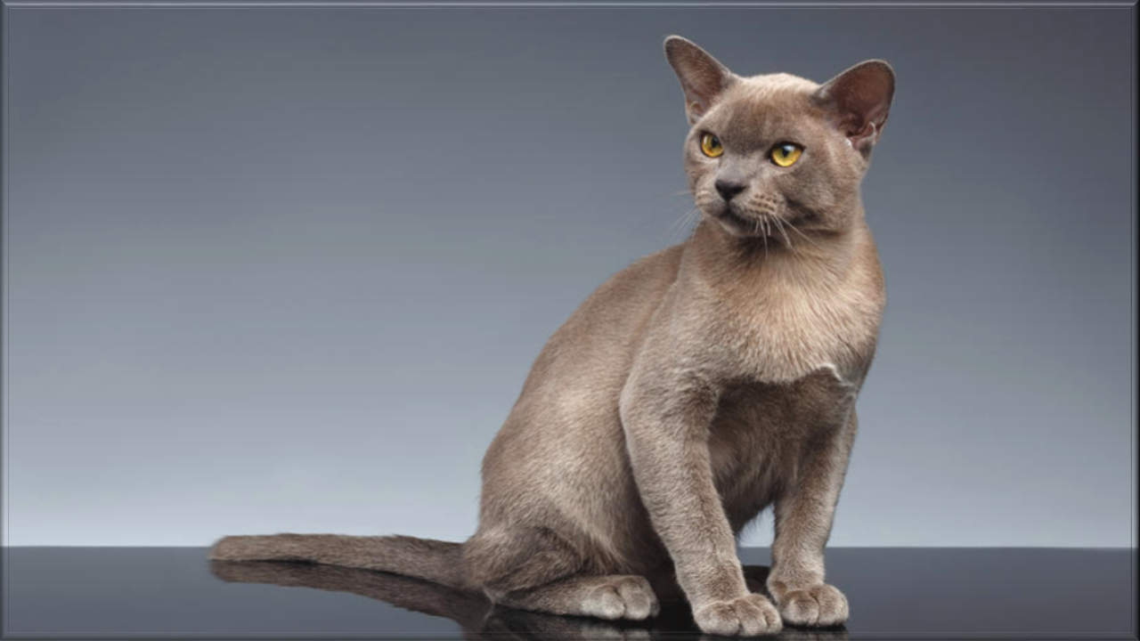 Beautiful Photography Burmese Cat Breed - GET MORE CATEGORY TO CLICK