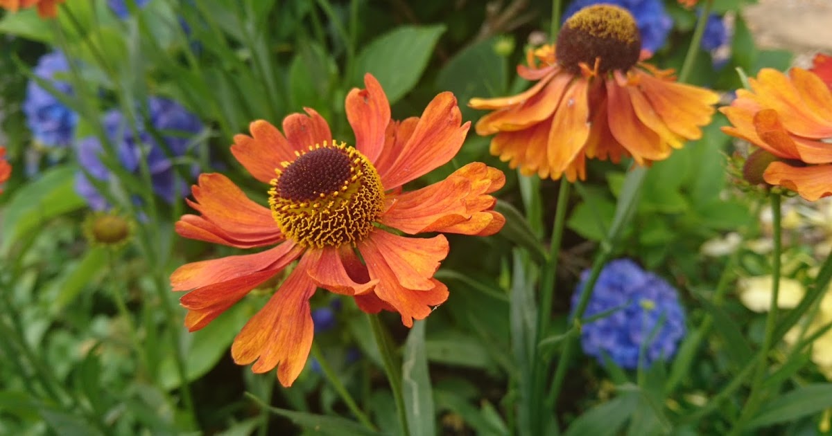 How to grow heleniums