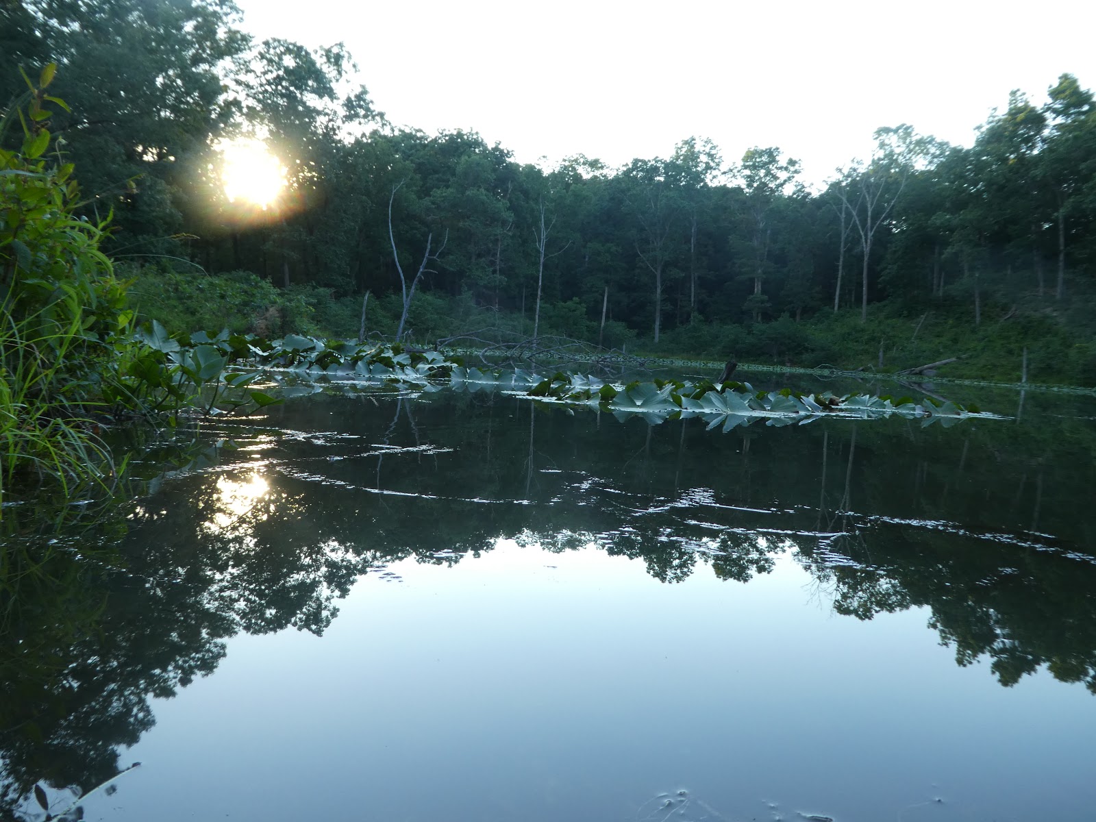 The Missouri Mom Blue Pond deepest known sinkhole pond in Missouri.