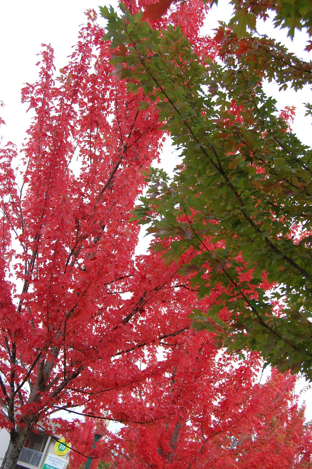 Temporary Waffle DIY Wall Art + Leaf Garland