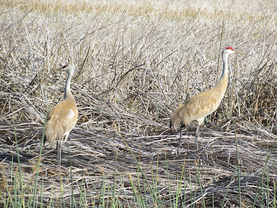 Lower Klamath National Wildlife Refuge