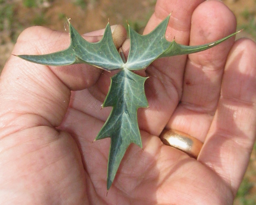 Elaeagnus Leaves Turning Yellow