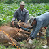  Ikut Merayakan Idul Adha 1437 H, PKS Gelar Penyembelihan Hewan Qurban