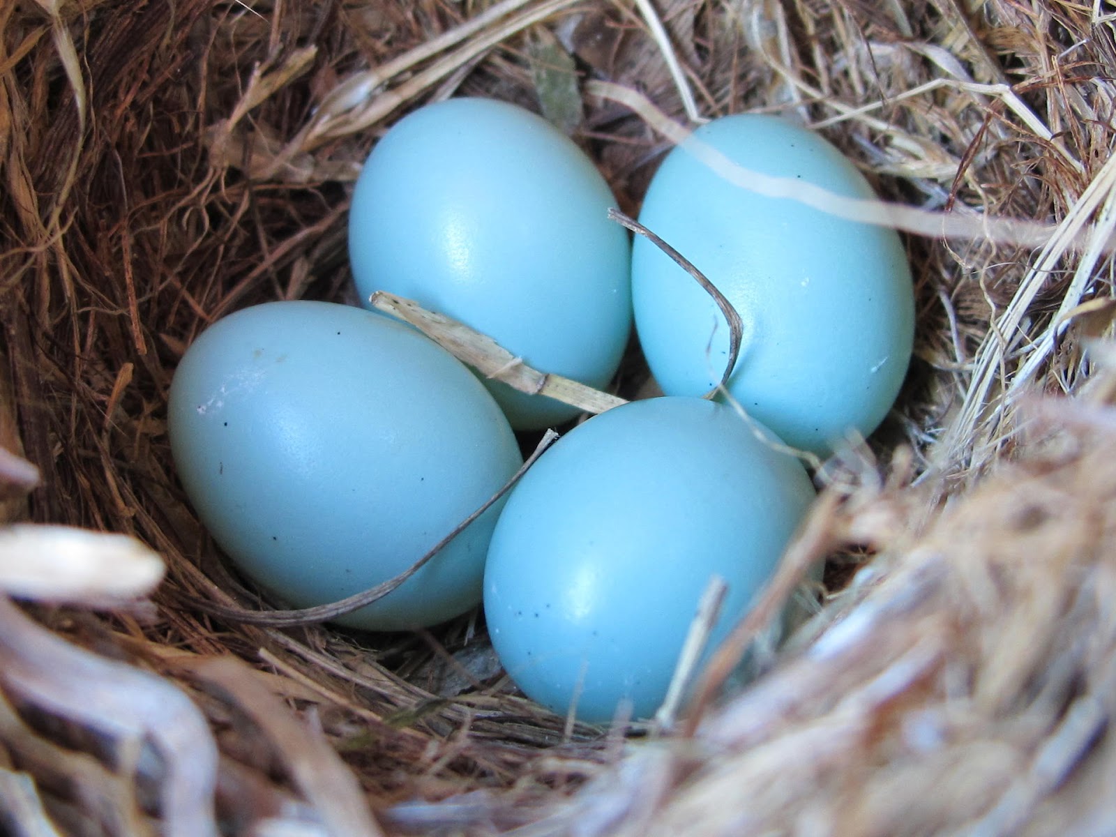 What Do Blue Jay Nests Look Like