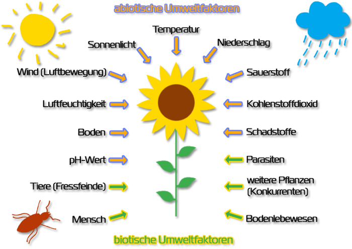 Biotische Faktoren Zuordnen Unterrichtsmaterial Biotische Faktoren Zuordnen Unterrichtsmaterial
