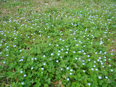 Flowers in the Pavement Cracks: Persian Speedwell (Veronica Persica)