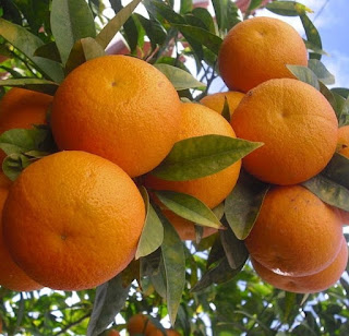 11 manfaat buah jeruk