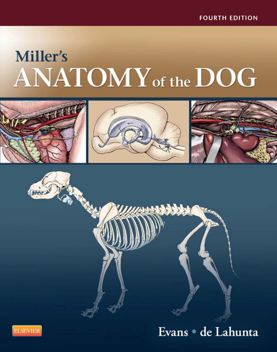 Miller S Anatomy Of The Dog 4th Edition Ajlobby Com