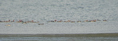 Bird Reserve, dam of river Ebro.