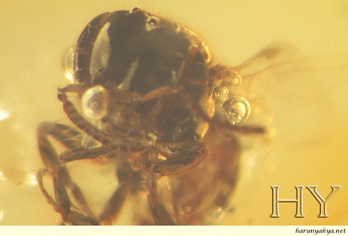 FOSSIL LEBAH KELULUT (STINGLESS BEE) BERUSIA JUTAAN TAHUN DITEMUI ...