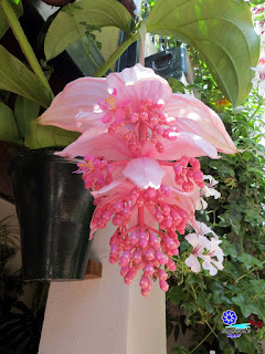 Patios de Córdoba - Medinilla magnífica