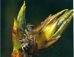 Récolte de propolis par les abeilles Abeilles récoltant de la propolis sur les bourgeons