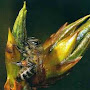 Récolte de propolis par les abeilles Abeilles récoltant de la propolis sur les bourgeons