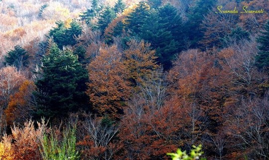 Alberi d'autunno