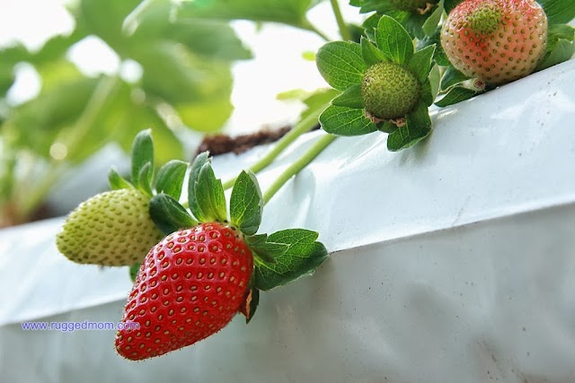 Strawberry garden in Genting Highlands