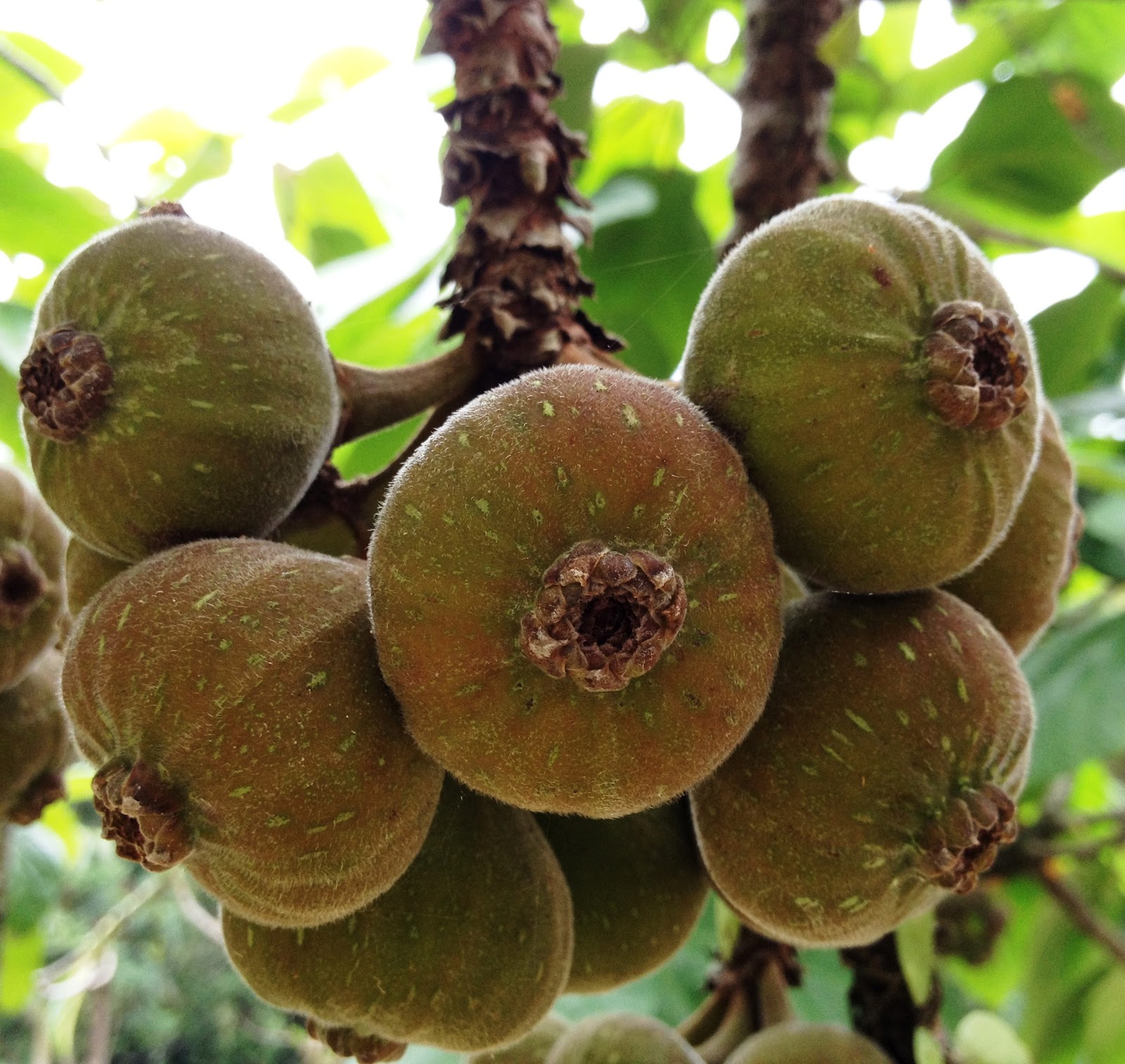 Swiftlet Farming Million Dollars A Year Potential. Figs Tree