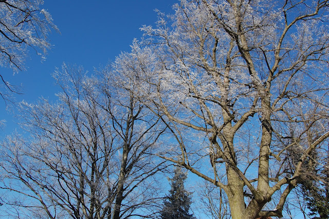 DSC_7415.JPG