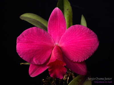 Orquídea Sophrolaelia Orpetii