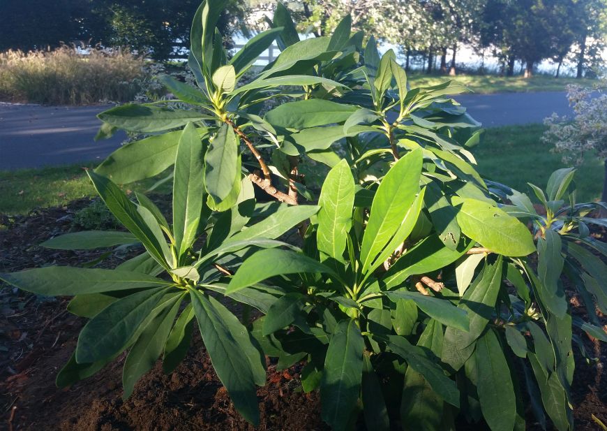 Future Plants By Randy Stewart Edgeworthia