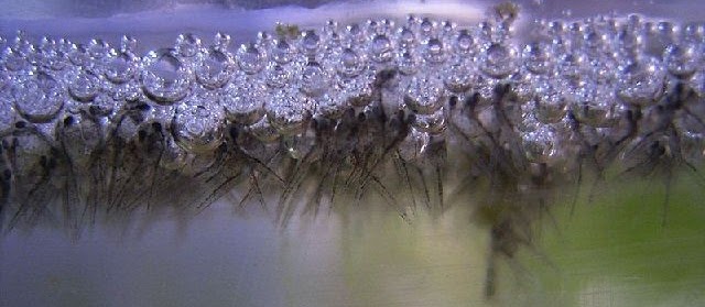 Budidaya Infusoria Pakan Alami Burayak Ikan