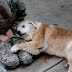 Senior Dog Can’t Stand Up Anymore, But Watch When She Sees Her Soldier Back Home - 154