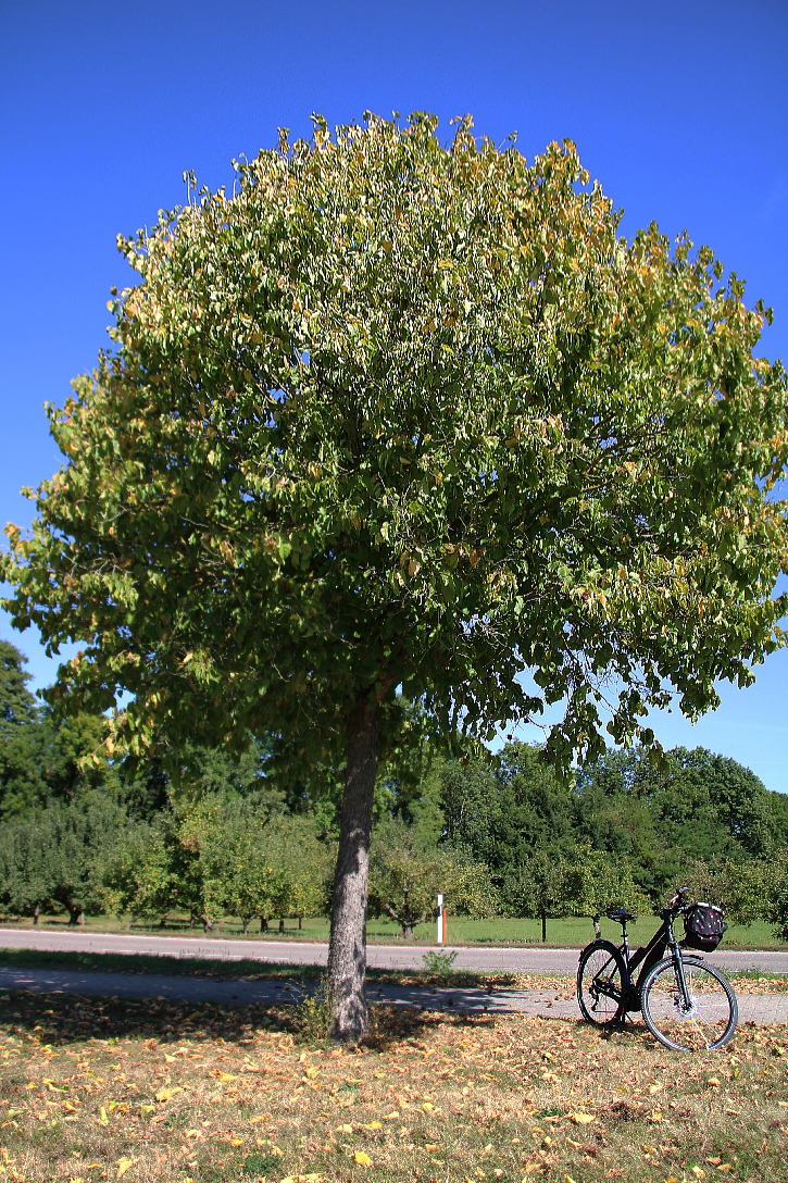 Die Baum Hasel Oder Turkische Hasel Corylus Colurna