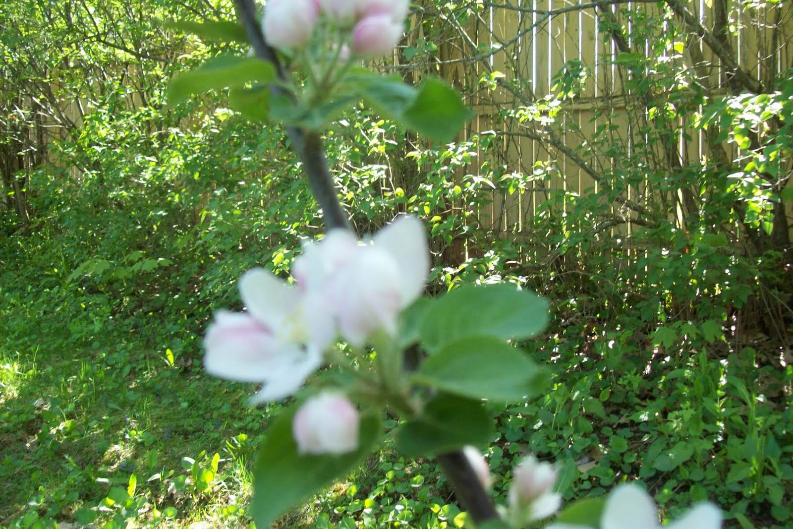 Life in a Deer Yard molly & chase (TWO DWARF APPLE TREES BY THE FERNS