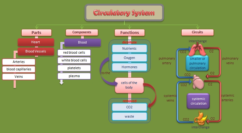 Educative diagrams: Circulatory System Diagram