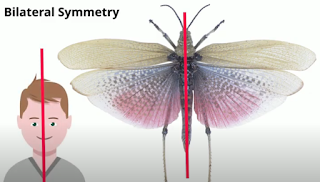 bilateral symmetry