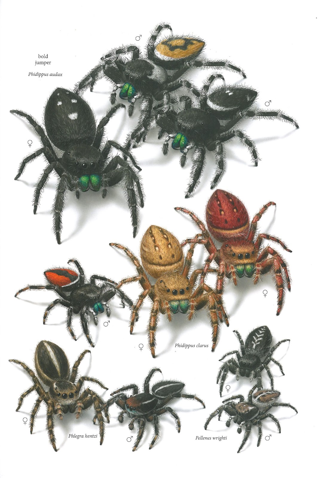 Ohio Birds and Biodiversity: New book! Common Spiders of North America
