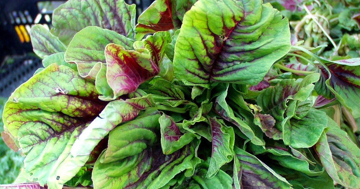 HOW TO GROW CHINESE SPINACH FROM SEED The Garden of Eaden