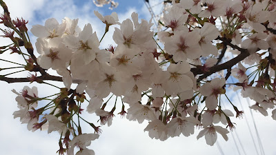 April blossom 2