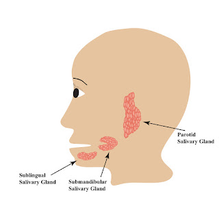 salivary gland