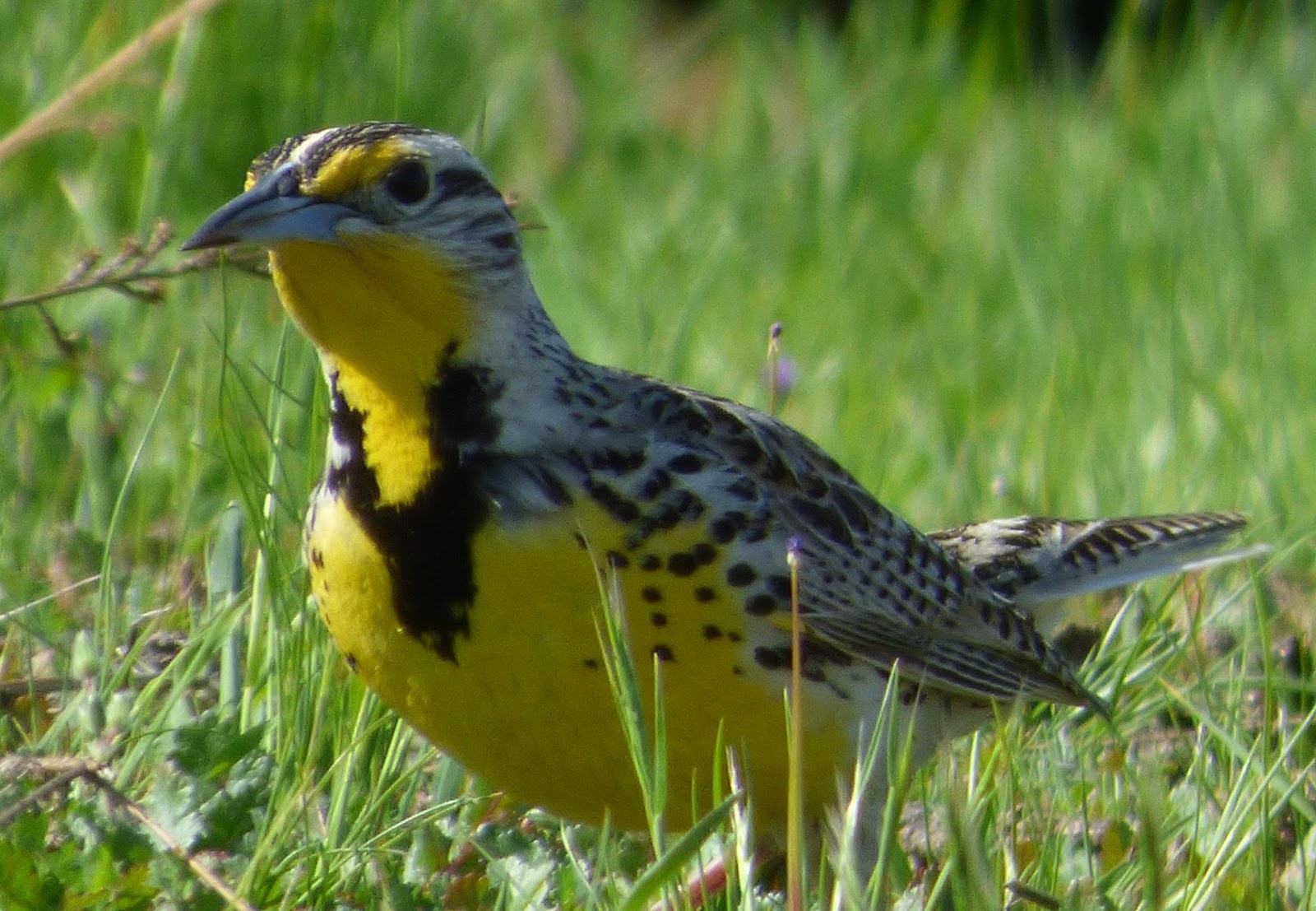 Geotripper's California Birds One of the Prettiest of Songs A Western