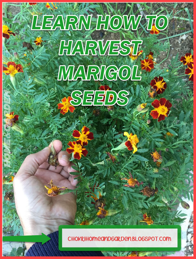 How to Collect Marigold Seeds