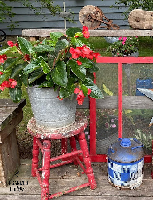 Photo of a dragon wing begonia on a stool