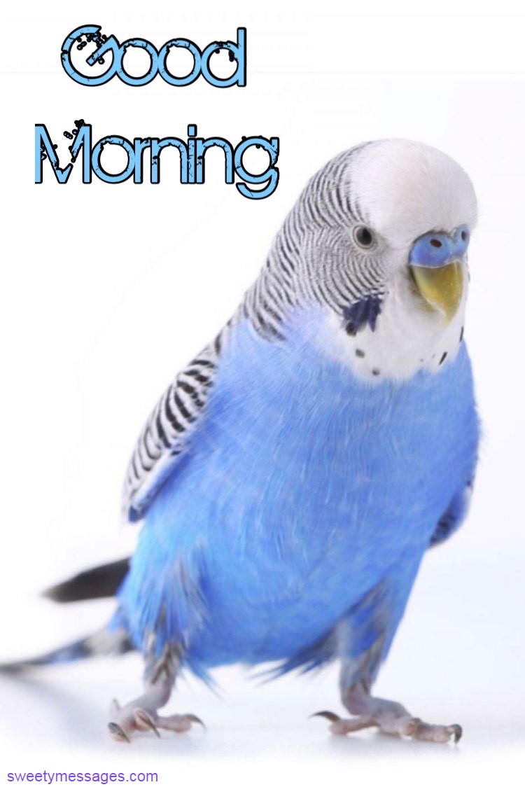 GOOD MORNING IMAGES WITH BIRDS - Beautiful Messages