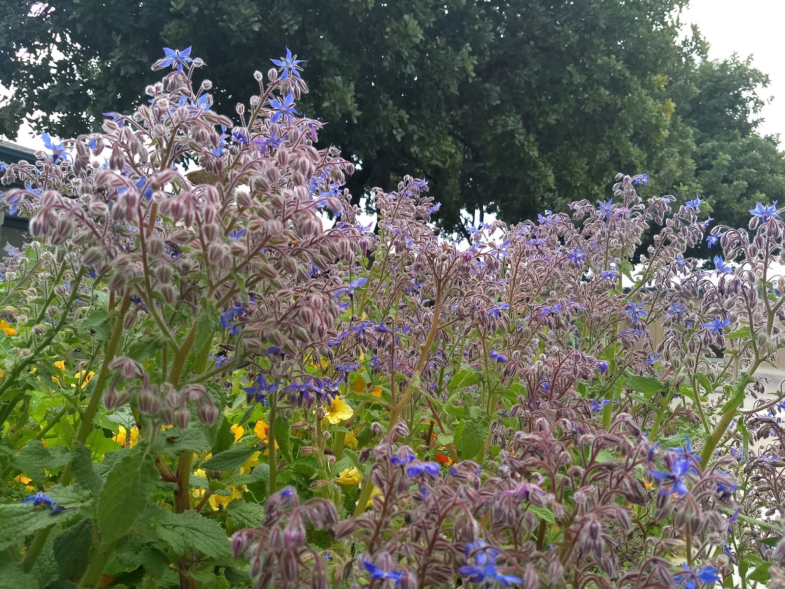 The Scientific Gardener Spring Garden Visits